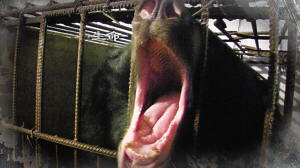 2010年2月8日，在吉林榆树青山乡一家养熊场，