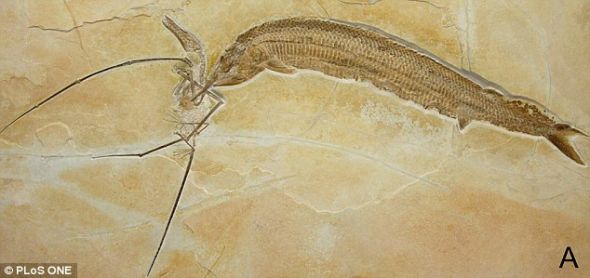 化石展示1.2亿年前远古鱼类捕捉长尾翼龙瞬间_手机新浪网