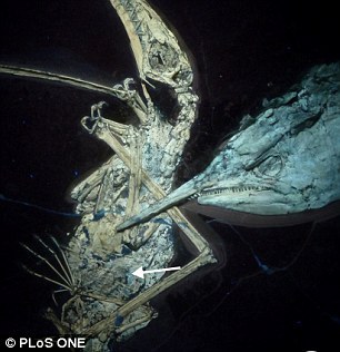 古代鱼同这只飞行爬行动物扭打在一起，随后筋疲力尽，最后窒息而死。