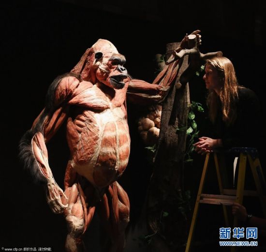 2012年4月3日，英国伦敦，一名女子观看展示的塑化大猩猩。