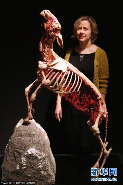 2012年4月3日，英国伦敦，一名女子观看展示的塑化山羊。