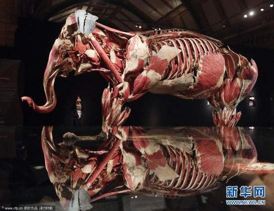 2012年4月3日，英国伦敦，一名女子观看展示的塑化亚洲象。