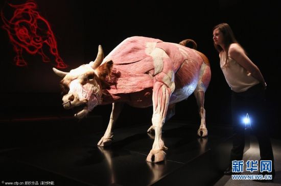 2012年4月3日，英国伦敦，一名女子观看展示的塑化公牛。