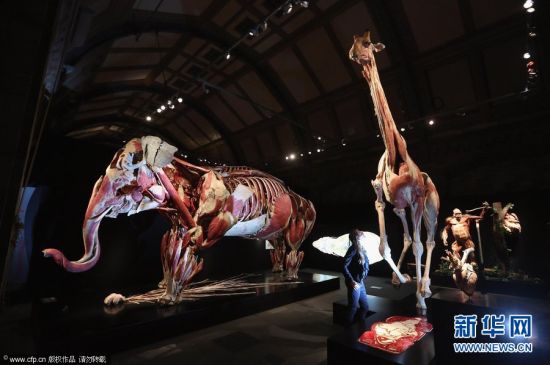 2012年4月3日，英国伦敦，一名女子观看展示的塑化亚洲象、大猩猩等。