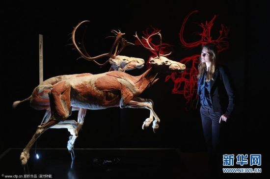 2012年4月3日，英国伦敦，一名女子观看展示的塑化驯鹿。