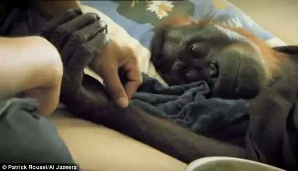 奄奄一息：格林躺在一个营救中心的床垫上。导演卢瑟尔说它不久就会在“悲伤中死去”。