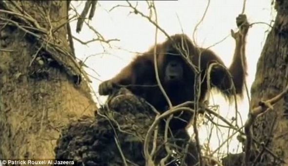 无家可归：有人认为，从20世纪50年代以来，无情的森林砍伐已摧毁印度尼西亚70%的森林。