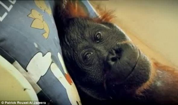 　　卢瑟尔用了3天时间拍摄格林。可悲的是，身体左侧瘫痪后，它未能得到任何救治，只能在悲伤中等死。