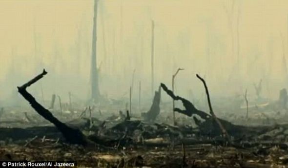 毁坏：专家认为，每年印度尼西亚有约200万公顷森林被烧毁或砍伐。