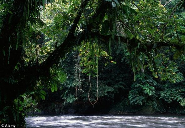 减少：专家估计，20世纪50年代，印度尼西亚森林面积有约1.6亿公顷。