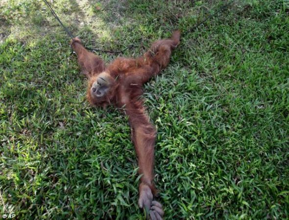 　　营养不良：在印度尼西亚利姆巴-萨旺村的一个棕榈油种植园，一只被环境保护主义者救出的受伤的猩猩等待治疗。