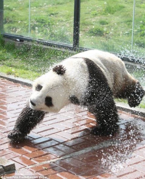 “华奥”高兴地玩水，享受难得的清凉