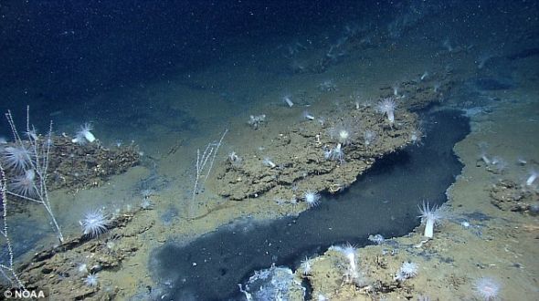 　　新物种：在水下机器人潜水期间，科学家称他们发现一个以前从未见过的珊瑚新种。这个与世隔绝的地区位于墨西哥湾海岸近200英里处。