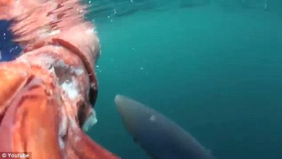 鱿鱼的寿命通常不到一年，这只鱿鱼的死亡原因仍是一个未知数