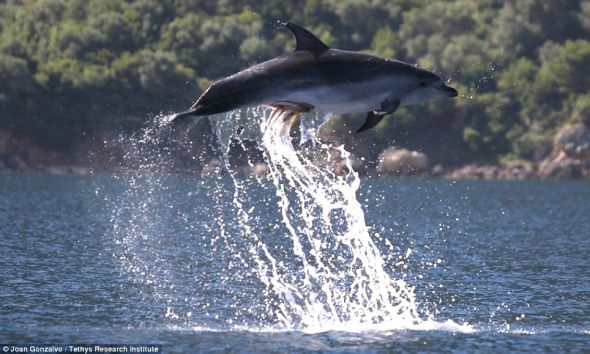 　　紧贴不放：研究人员认为，这只海豚原本想以这只章鱼为食，结果不知何故章鱼却紧紧黏附在海豚腹部。