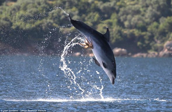 不请自来的朋友：这只章鱼紧紧黏附在海豚腹部，它依然从水中跳出在空中飞舞。