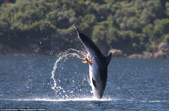 黏住你：据说，这只海豚进行两次更高的飞跃后才摆脱这只章鱼