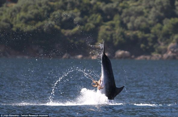 观察者说，这只海豚从空中下落进入水中时好像并不痛苦。