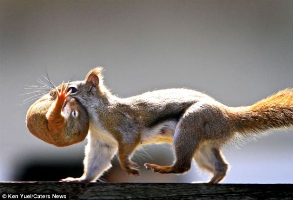 小家伙被妈妈叼在嘴里，搬往新家