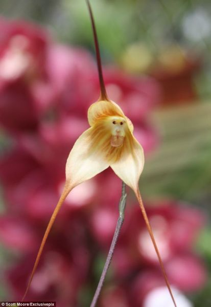 　　1978年，植物学家卡尔-鲁尔对这种兰花进行命名。猴面小龙兰家族共有120多个成员，绝大多数分布在厄瓜多尔