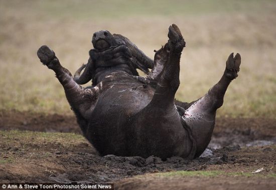 　　泥中打滚：这头非洲水牛在帮它调节体温的泥中打滚。泥浆是大自然赐给非洲水牛、清除皮肤杂质的“洁肤膏”。