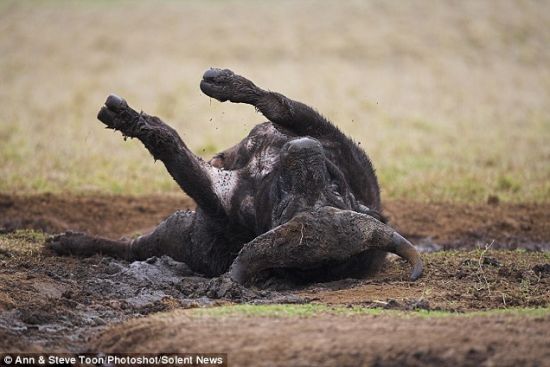 这头水牛是非洲五霸成员之一，被看成是所有物种中最危险的动物。