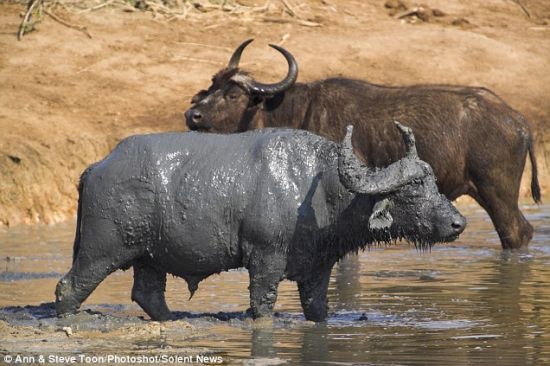泥浆几个小时后变干，脱落时顺便带走一些寄生在这头水牛皮肤上的恼人小虫。