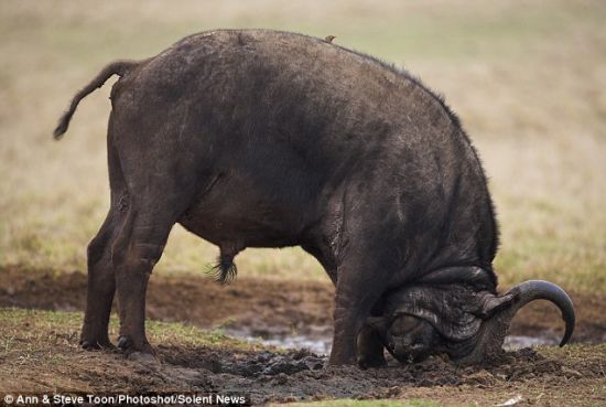 开始滚动：这个动物开始了在泥浆中翻滚的过程。