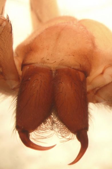 老挝境内洞穴中发现一种怪异的无眼蜘蛛，科学家们认为这种进化结果与常年不见阳光的洞穴栖息地有关。