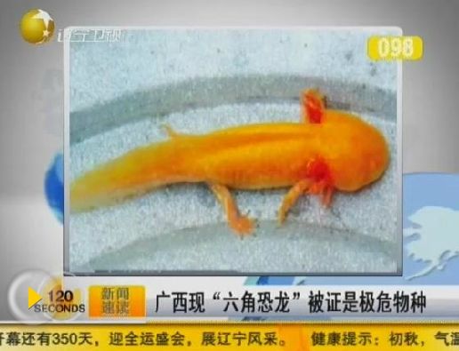 广西现“六角恐龙”被证是极危物种