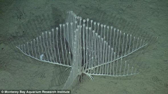 奇特的掠食者：竖琴海绵，生活在3000多米深的海底