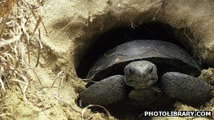 意大利科学家对赫尔曼陆龟的性生活进行了研究