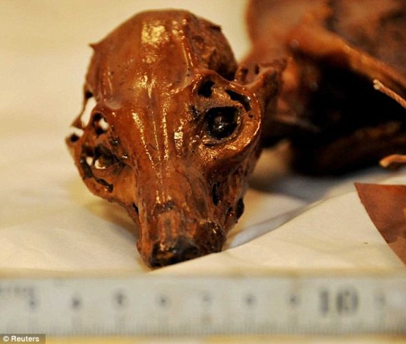 历史专家异常兴奋，因为这只狗有可能是被驯化的，而且用于狩猎过程中