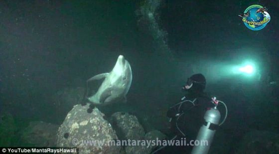 这位潜水员说这条海豚靠近他，无疑需要帮助