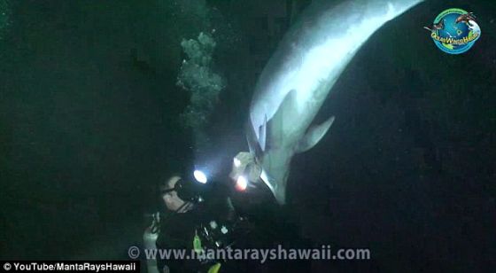 这位潜水员除去钓鱼钩，把海豚嘴部周围的钓鱼线切断。他把全部钓鱼线除去后，这条海豚开心离开了，再也没有回来。