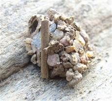 Zodarian食蚁蛛圆顶形巢穴。