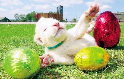 南非动物园现萌态十足小白狮