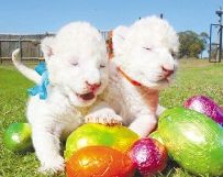 南非动物园现萌态十足小白狮