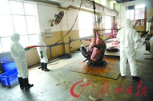 　　猪的尸体处理起来特别费力。