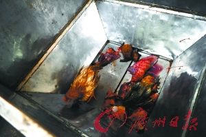 动物尸体被进行无害化处理