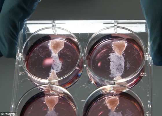 荷兰马斯特里赫特大学实验室培育的试管肉（或培养肉）样本。