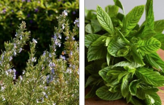 这个可追溯到近1.4万年前的古老埋葬坑含有鼠尾草(左)和薄荷(右)等芳香植物的茎和花的痕迹。