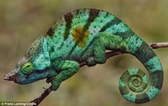 根据一位科学家对进化的设想，人类有一天可能进化出变色龙一样的皮肤。