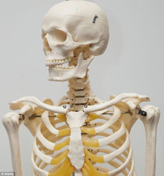 　　这位认为我们有一天进化出灵活骨架的科学家说，由于世界对我们大多数人而言变得更安全，人类不再需要僵硬和不可弯曲的骨骼抵挡力的冲击。