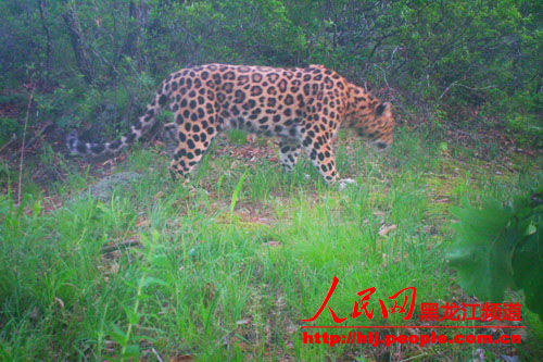 这是黑龙江省近30年来首次拍摄到野生东北豹的实体影像。