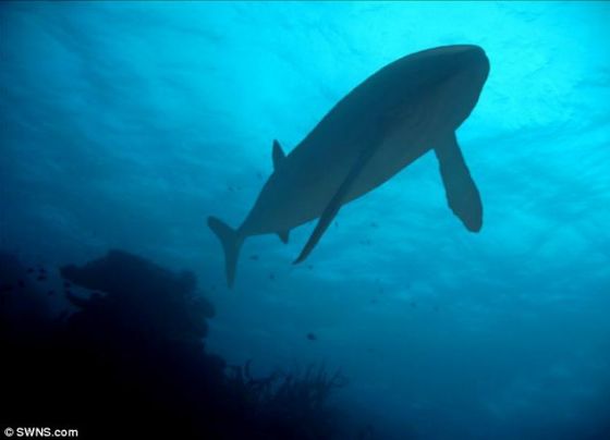 　　艺术概念图，展示了生活在1.6亿年前的巨型鱼类Leedsichthys。科学家表示这种鱼类以浮游生物为食，身长可达到52英尺(约合16米)，超过奥运会游泳池，灭绝原因与恐龙相同
