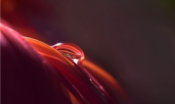 微距摄影是很有趣的题材