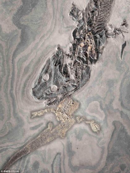 　　这两只变成化石的动物类似于今天的鳄鱼，发现于德国法兰克福市附近的莱茵兰-普法尔茨州。科学家认为它们是极其罕见的。