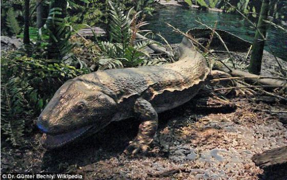 　　Sclerocephalus haeuseri物种生活在3亿年前，貌似今天的鳄鱼和火蜥蜴。科学家认为，他们在德国莱茵兰-普法尔茨州发现的化石是第一个展示出Sclerocephalus haeuseri物种的一只动物死于窒息的化石。