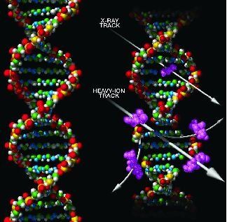 示意图：宇宙射线暴露下对生物体DNA造成的伤害